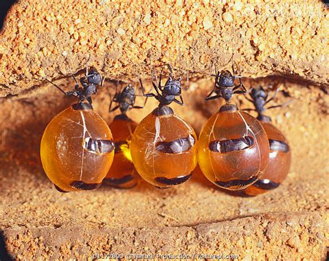 Nature Picture Library Honeypot Ants Storing Honey In Their Abdomen Myrmecocystus Sp Australia