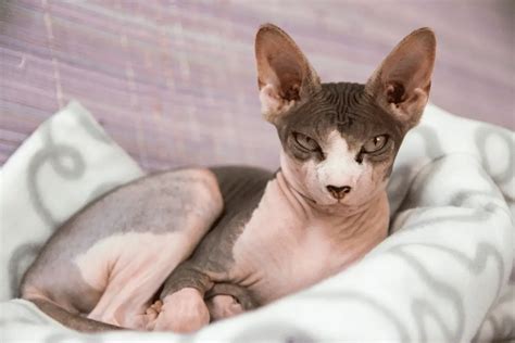Sphynx Cat Breed Behavior Grooming And Personality Traits Catpointers