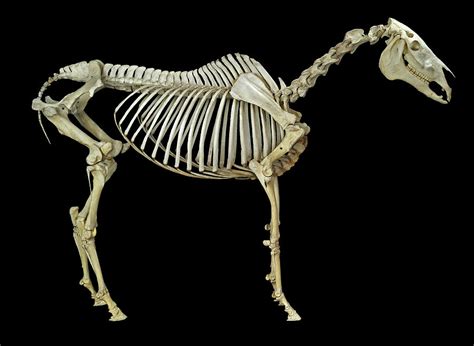 Horse Skeleton By Natural History Museum London