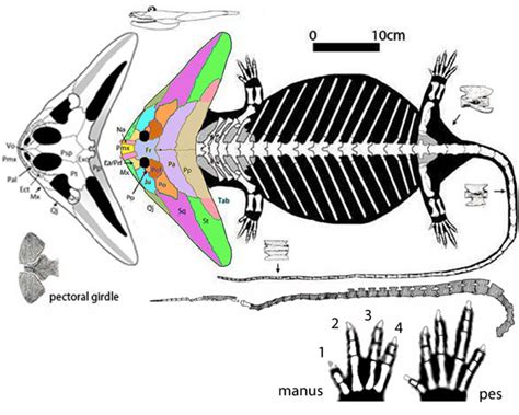 Diplocaulus And Diploceraspis