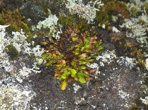 Dwarf Strap Fern Notogrammitis Crassior Flower Leaf Care Uses