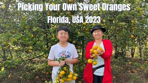 Picking Your Own Sweet Oranges De Txiv Majkiab Qab Zib Heev Floriday Usa 2023 Youtube