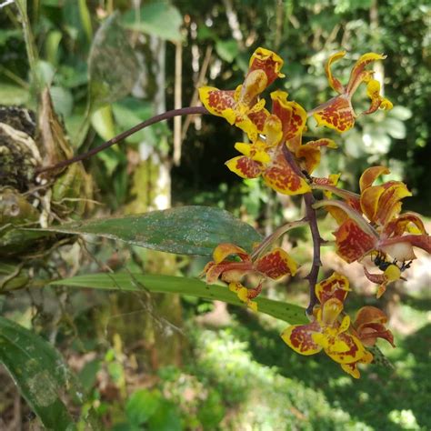 Rainforest Orchid Orchid Flowers