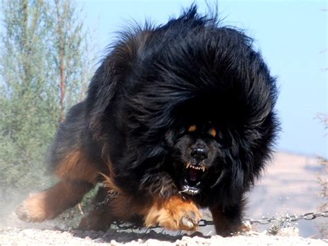 Cute Dogspets Biggest Tibetan Mastiff In The World