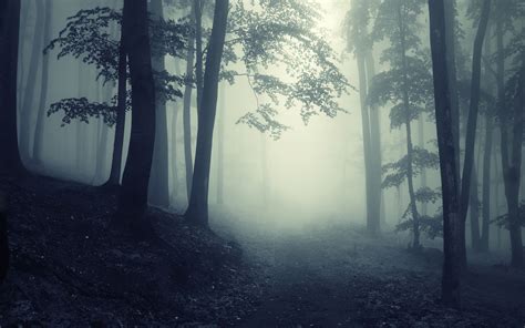 Dark Forest Path Through A Dark Forest