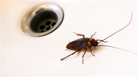 Bugs Commonly Found In Bathrooms Home Design Ideas