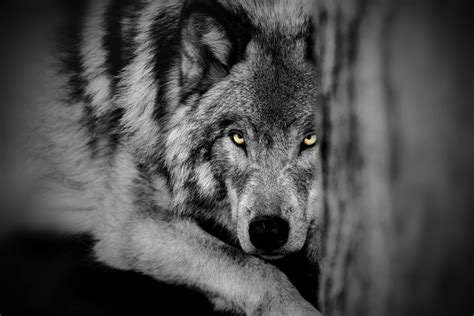 Le Loup Wolven