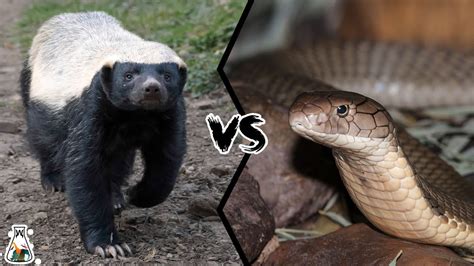 Meet The Honey Badger Natures Snake Killing Machine Video