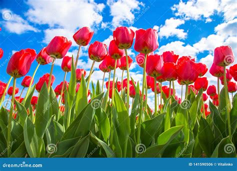 Red Tulips And Blue Sky Sunny Spring Day Stock Photo Image Of