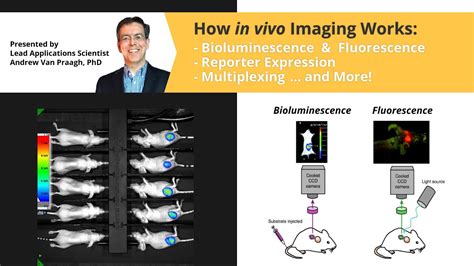 How In Vivo Imaging Works Bioluminescence And Fluorescence Reporter