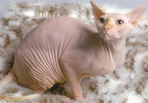 Scary Things 15 Unintentionally Scary Things Hairless Cat Photo