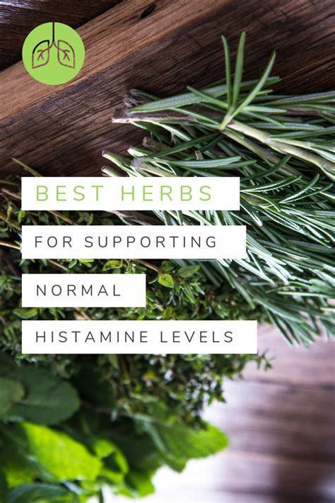 Best Herbs For Supporting Healthy Histamine Levels Herbs Medicinal
