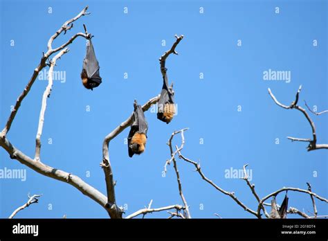 The Fruit Bats Are In The Middle Of Adelaide By The Botannic Gardens