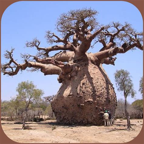 Baobab Tree Africa Madagascar Australia More At Fosterginger