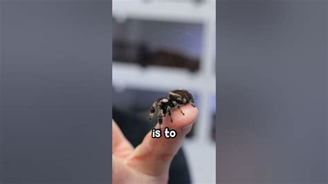 jumping spider shooting ropes all over youtube