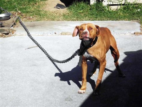 Chained Dog Awareness In New Zealand Rescue Rehome Rehabilitate
