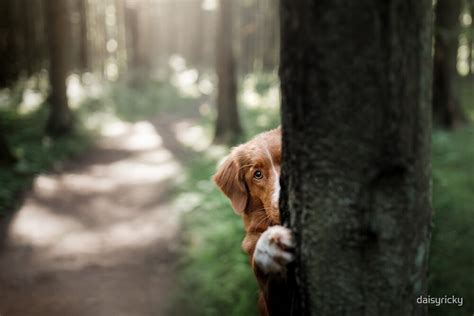 Cute Dog Hiding Behind A Tree Travel With A Pet By Daisyricky