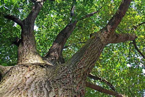 Identificar Los árboles De Madera Dura Más Comunes Ecverde