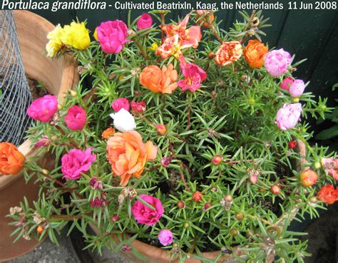 Portulaca Grandiflora Margarita Series Beatrixln Kaag Flickr