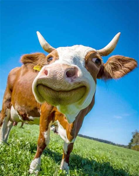 Why Dont Animals Have To Brush Their Teeth 8 Amazing Facts Cows
