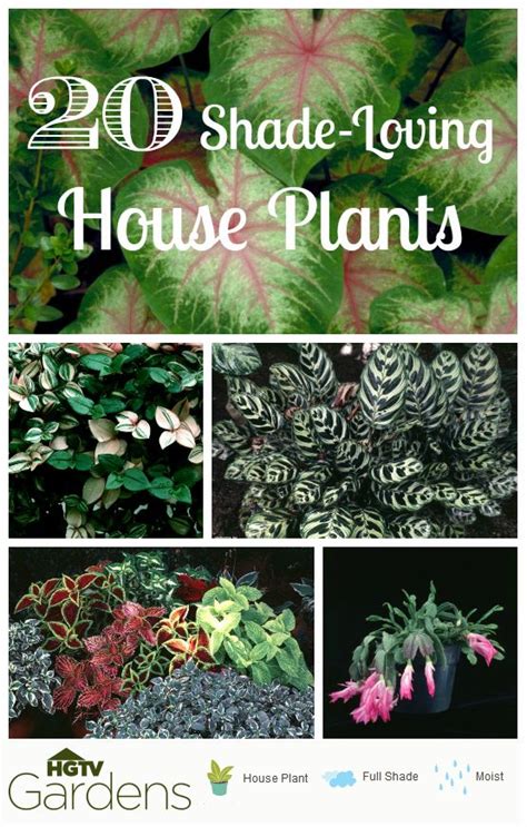 20 Gorgeous Indoor Shade House Plants Full And Partial Shade Plants