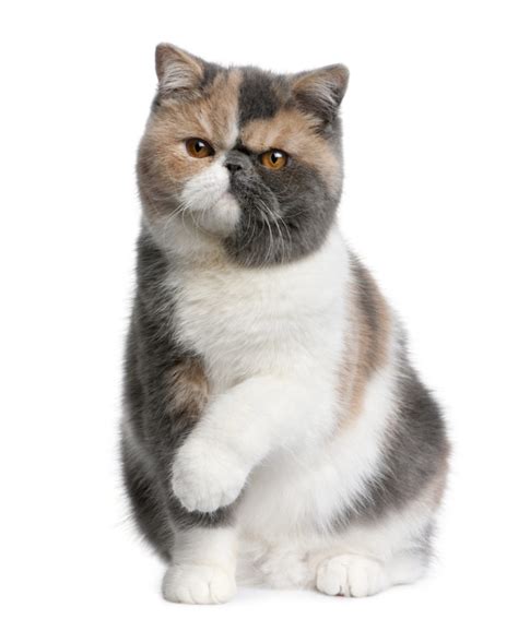 Exotic Shorthair Cat Breed Information And Pictures