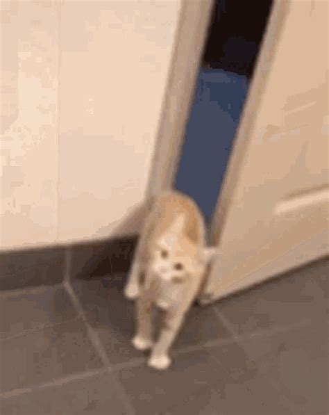 Scared Cat S Find Share On Giphy