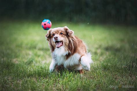 Repetitive Ball Throwing The Facts And The Alternatives Dogs4motion