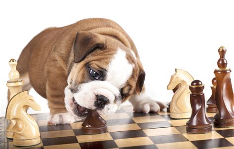 Is a rather thorough article. Play Chess Online With Your Pets - Chess.com