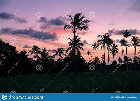 Palm Trees Silhouettes On Tropical Beach During Colorful