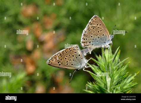 Large Blue Butterfly Britain Hi Res Stock Photography And Images Alamy