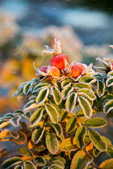 Frozen Rose Berries And Leaves ~ Nature Photos ~ Creative