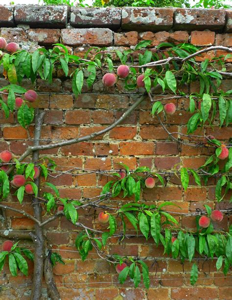 Both types of cuts are used in pruning fruit trees and grapes. Pin by Milynfer Malash on How does your Garden Grow ...