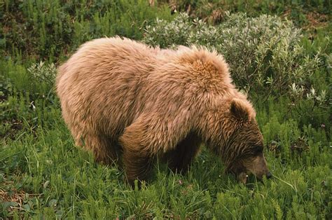 Grizzly Bear Eating Bear Grass Denali Photograph By David Ponton