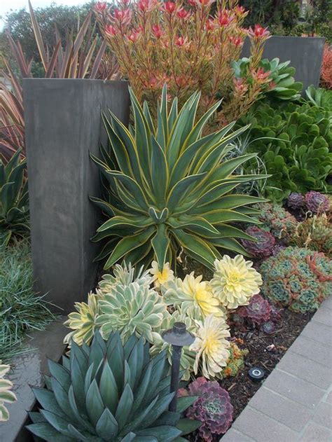 California Gardens And Succulents On Pinterest