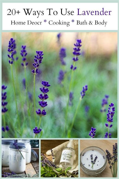 Lavender Uses In The Home Youll Want To Try Them All