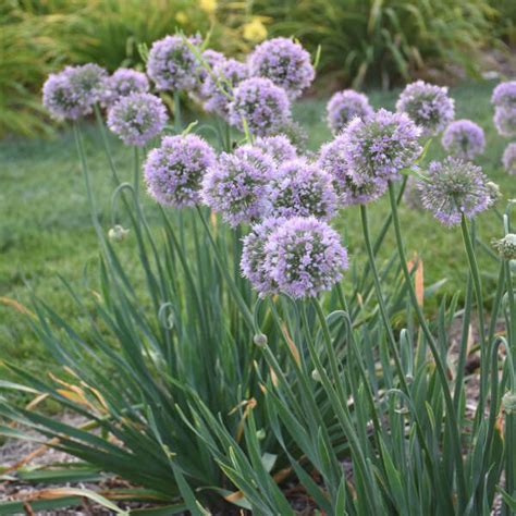 Allium Bubble Bath PP35333 Perennial Resource