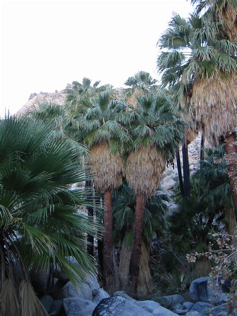 California Fan Palm Trees Washingtonia Filifera Pictures Photos Of