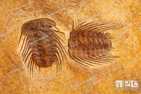 Fossil Trilobites Sahara Desert Merzouga Morocco Stock Photo