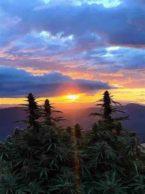 Redwood Roots Southern Humboldt Legendary Cannabis And The Community