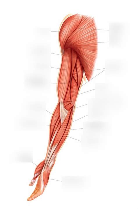 Anterior Arm And Shoulder Muscles Diagram Quizlet
