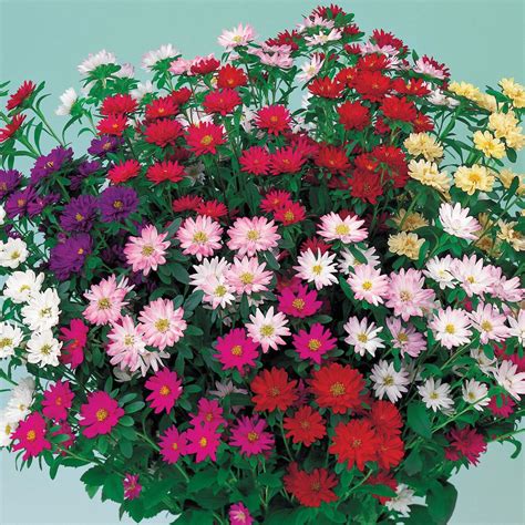Buy Chhajed Garden Imported Flower Seeds Aster Serenade Mix Flower