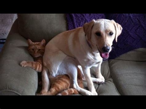 You Will Get A Laugh Attack From Watching These Funny Cats