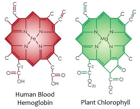 Chlorophylle et hémoglobine L Herbier d Habren