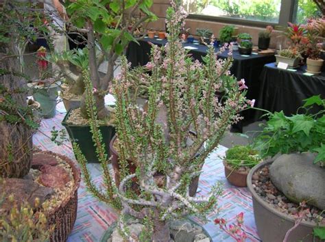 Succulents are a group of plant families that store water in their stems, leaves and roots. San Francisco Succulent and Cactus Society Show and Sale ...