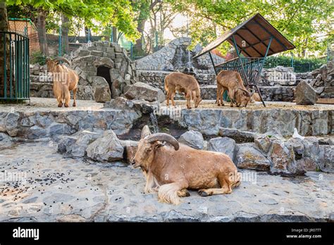 Group Of The Barbary Sheep In Zoo Stock Photo Alamy