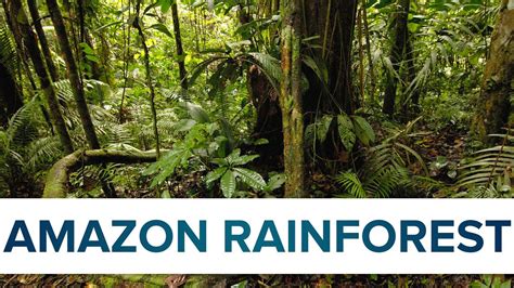 10 Facts About The Amazon Rainforest