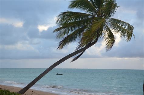 Kostenlose Foto Strand Meer Küste Baum Ozean Horizont Palme