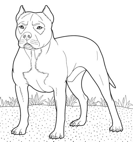 To search on pikpng now. Pitbull coloring page | SuperColoring.com
