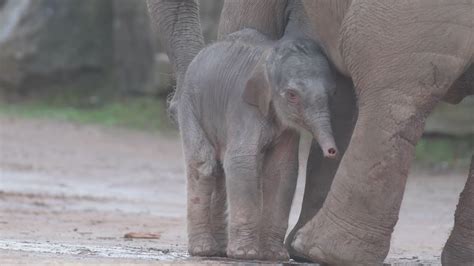 Amazing Footage Shows Birth Of Baby Asian Elephant Youtube